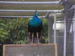 Blauwe pauwen | Passend advies, Dieren en Toebehoren, Meerdere dieren, Overige soorten