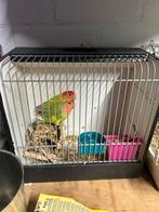 Agapornis koppel, Dieren en Toebehoren, Vogels | Parkieten en Papegaaien, Meerdere dieren, Dwergpapegaai of Agapornis