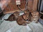 Perzische kittens met neus en stamboom, Dieren en Toebehoren, Meerdere dieren, Gechipt, 0 tot 2 jaar