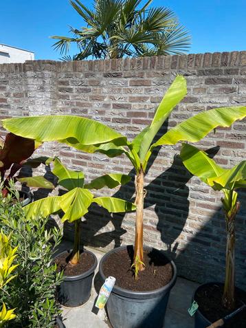 Super mooie grote musa basjoo- tuinbananen boom met 4 pups!! beschikbaar voor biedingen