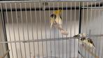Belgische bult kanarie's, Meerdere dieren, Kleurkanarie