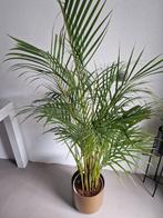 Planten, Ophalen, Halfschaduw