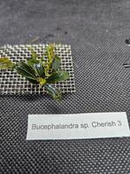 Bucephalandra sp Cherish 3, Nieuw, Plant(en), Steen of Hout, Ophalen of Verzenden