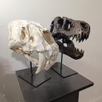 Replica van T-rex schedel en sabeltand tijger - XL, Ophalen of Verzenden, Fossiel