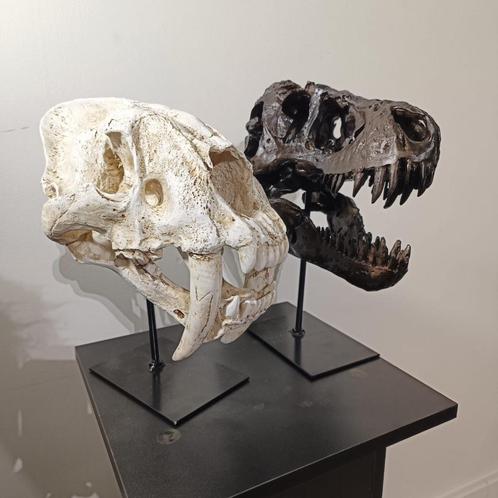 Replica van T-rex schedel en sabeltand tijger - XL, Verzamelen, Mineralen en Fossielen, Fossiel, Ophalen of Verzenden
