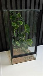 Insecten terrarium, Dieren en Toebehoren, Reptielen en Amfibieën | Toebehoren, Ophalen, Zo goed als nieuw