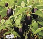 Aubergine planten (Kaberi) Biologische aubergine planten., Ophalen, Lente