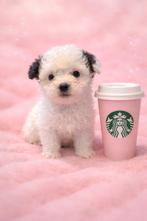 Schattige Maltipoo pups teefjes, Rabiës (hondsdolheid), Overige rassen, 8 tot 15 weken, Teef