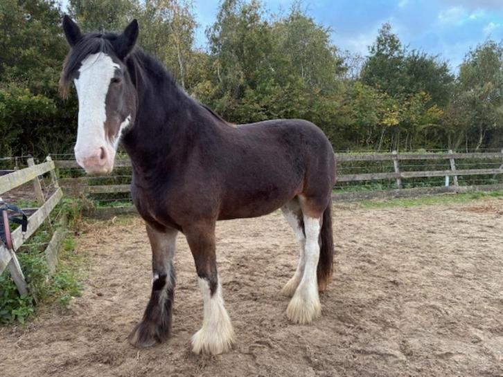 Te koop: Mooie lieve Clydesdale merrie - volgzaam en beleerd, Dieren en Toebehoren, Paarden, Merrie, 3 tot 6 jaar, Recreatiepaard