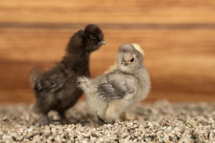 Zijdehoender kriel kuikens | Gesekst en ingeënt, Dieren en Toebehoren, Pluimvee, Kip, Vrouwelijk