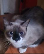 MJM Dogs Foundation: Luni, Poes, Kortharig, 3 tot 5 jaar