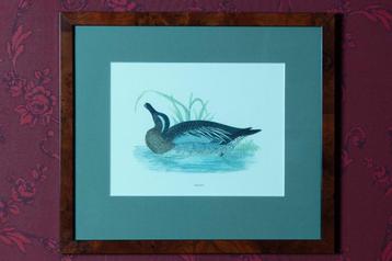 (nr41) Afbeelding in lijst, watervogel "Garganey" beschikbaar voor biedingen