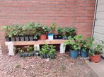 Verschillende soorten aardbeienplanten en peterselie, Ophalen, Zomer, Fruitplanten, Volle zon