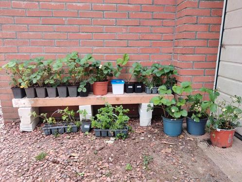 Biologische aardbeienplanten, verse courgette, bosje kruiden, Tuin en Terras, Planten | Tuinplanten, Eenjarig, Fruitplanten, Volle zon