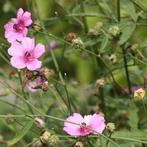 Gifvrije 2 jarige zaden althea cannabium, Tuin en Terras, Ophalen of Verzenden, Voorjaar, Volle zon, Zaad