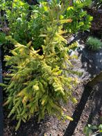 Dennenboom, Tuin en Terras, Planten | Bomen, Overige soorten, 100 tot 250 cm, Ophalen, Volle zon