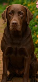 Verwacht: Schattige Labradoodle Puppies – Reserveer nu!, Overige rassen, 8 tot 15 weken, Meerdere, Meerdere dieren