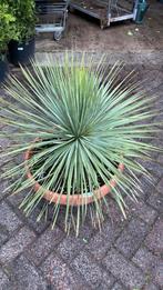 Yucca rostrata in schaal nu 25% korting nu €93,75, Ophalen, Overige soorten, Volle zon