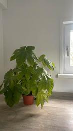 Vaste plant kamerplant fatsia japonica, Ophalen of Verzenden, Halfschaduw, Minder dan 100 cm