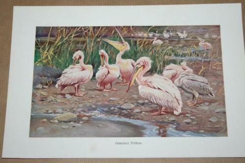 Antieke kleurenlitho - Vogels Pelikaan - Circa 1900 !!, Antiek en Kunst, Kunst | Litho's en Zeefdrukken, Ophalen of Verzenden