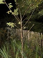 Jonge 5 jaar oude walnoten bomen te koop!, Halfschaduw, Overige soorten, Lente, 100 tot 250 cm