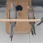 2 jonge valkparkieten, Dieren en Toebehoren, Vogels | Parkieten en Papegaaien, Geslacht onbekend, Parkiet, Geringd