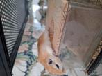 Gerbil mannetje, Dieren en Toebehoren, Knaagdieren, Juli, Mannelijk, Overige typen
