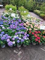 Hortensia, boerenhortensia diverse kleuren, Tuin en Terras, Planten | Tuinplanten, Ophalen, Zomer, Overige soorten, Halfschaduw