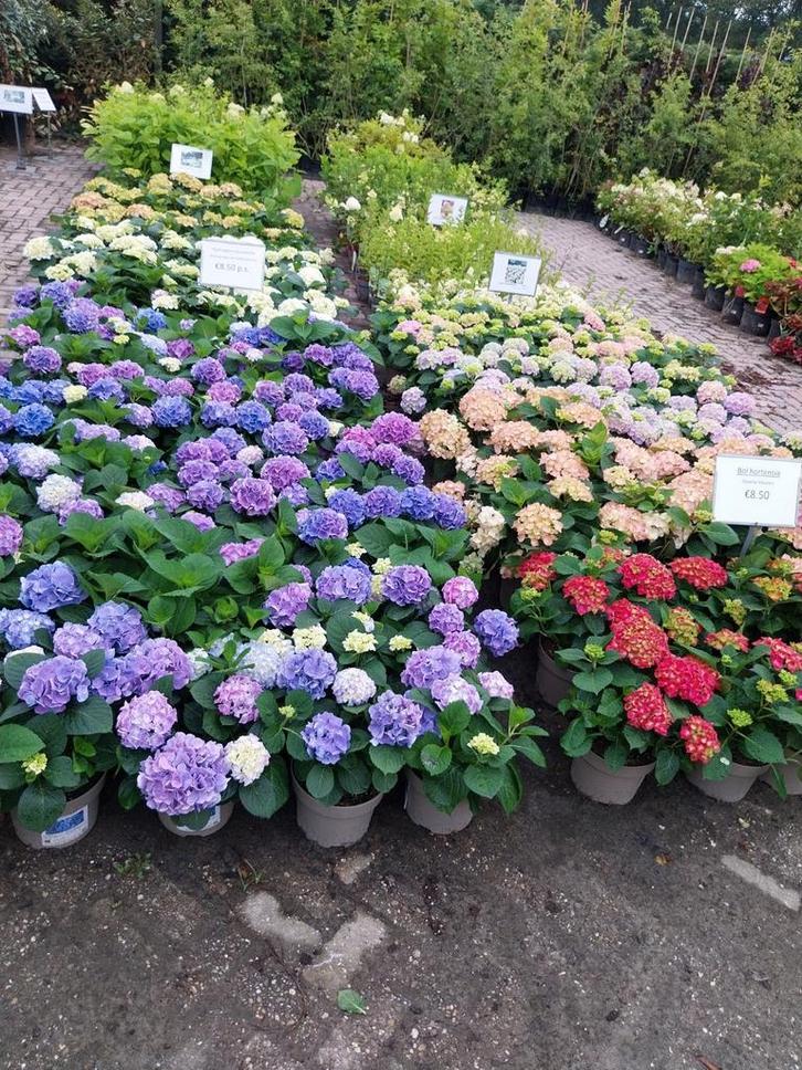 Hortensia, boerenhortensia diverse kleuren, Tuin en Terras, Planten | Tuinplanten, Overige soorten, Halfschaduw, Zomer, Ophalen