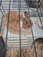 Konijnen angora, hangoor, Dieren en Toebehoren, Konijnen, Meerdere dieren, Middelgroot, Hangoor, 0 tot 2 jaar