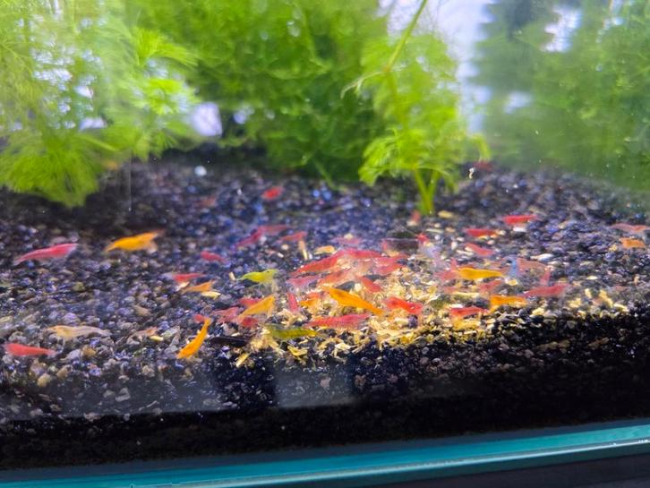 Mix garnalen, Dieren en Toebehoren, Vissen | Aquariumvissen, Kreeft, Krab of Garnaal