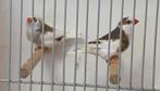 Koppel bonte zebravinken, Dieren en Toebehoren, Vogels | Overige Vogels, Meerdere dieren