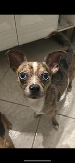 Chihuahua reu, Dieren en Toebehoren, Reu, CDV (hondenziekte), Eén hond, Chihuahua