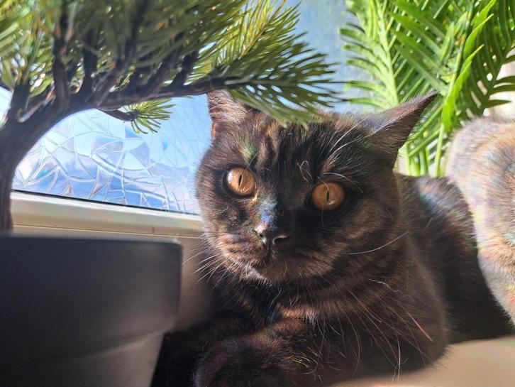 Ras kittens kortharen  mannetje en vrouwtje, Dieren en Toebehoren, Katten en Kittens | Raskatten | Korthaar, Meerdere dieren, 0 tot 2 jaar