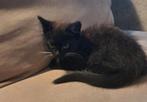 Zwarte Kittens, Dieren en Toebehoren, Katten en Kittens | Dekkaters