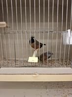 Gordelgrasvinken, Dieren en Toebehoren, Meerdere dieren, Tropenvogel, Geringd