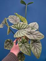 Alocasia Lukiwan p14 (4), Ophalen of Verzenden, Halfschaduw, Minder dan 100 cm