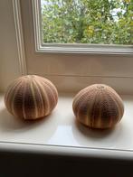 Twee Zee-egels, Verzamelen, Dierenverzamelingen, Ophalen of Verzenden, Zo goed als nieuw