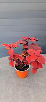 Kamerplant (Coleus) met apart gekleurde bladeren., Huis en Inrichting, Kamerplanten, Ophalen, Halfschaduw, Minder dan 100 cm