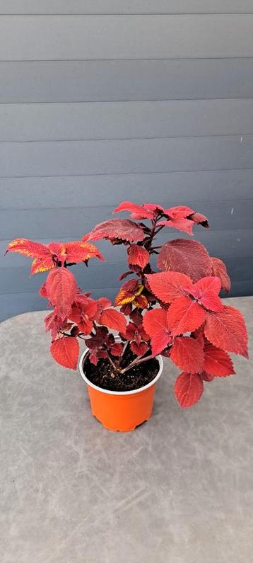 Kamerplant (Coleus) met apart gekleurde bladeren.
 beschikbaar voor biedingen