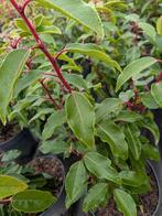 Prunus lusitanica- portugese laurier 30-40 cm, Ophalen, Laurier, Struik, Minder dan 100 cm