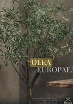 Kunst Olijfboom - Olea Europaea, Ophalen, Overige soorten, Halfschaduw, In pot