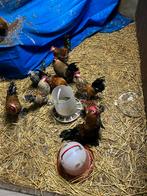 Sabelpoot kippen, Meerdere dieren, Kip