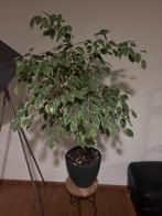 Ficus voor binnen..., Huis en Inrichting, Kamerplanten, Minder dan 100 cm, Ficus, Halfschaduw, Ophalen