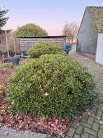 Skimmia struiken gratis, Tuin en Terras, Ophalen, Overige soorten, Struik, 100 tot 250 cm
