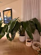 Strelitzia Nicolai XXL zoekt nieuw huis!, Tuin en Terras, Vaste plant, Bloeit niet, Halfschaduw, Ophalen