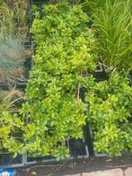 Vaste planten aanbiedingen, Tuin en Terras, Planten | Struiken en Hagen, Ophalen, Laurier