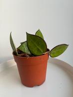 Hoya verticillata Black Margin gewortelde stekjes, Ophalen, Halfschaduw, Minder dan 100 cm