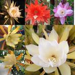 epiphyllum cactus set 5 gewortelde 6 ongewortelde stekken, Minder dan 100 cm, Bloeiende kamerplant, Halfschaduw, Ophalen of Verzenden