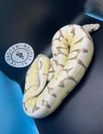 Ball Python dame Enchi Spider Desert Ghost, Dieren en Toebehoren, Reptielen en Amfibieën, Slang, 0 tot 2 jaar